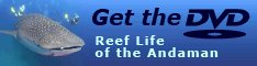 Reef Life of the Andaman DVD
